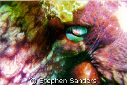 this is a octopus in hood canal washington photo was took... by Stephen Sanders 